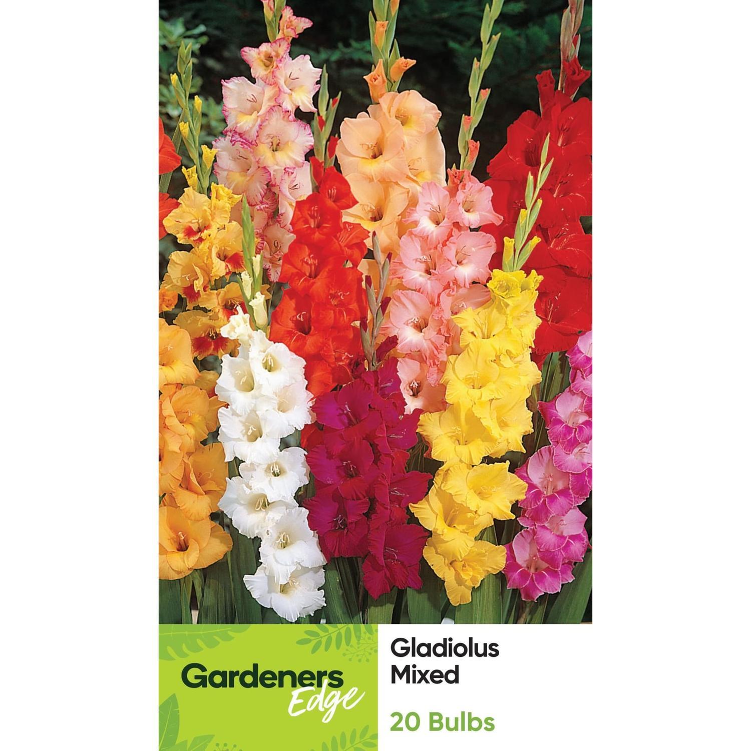 Gladioli Mixed Colours 20 Pack