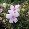 Tibouchina Cool Baby