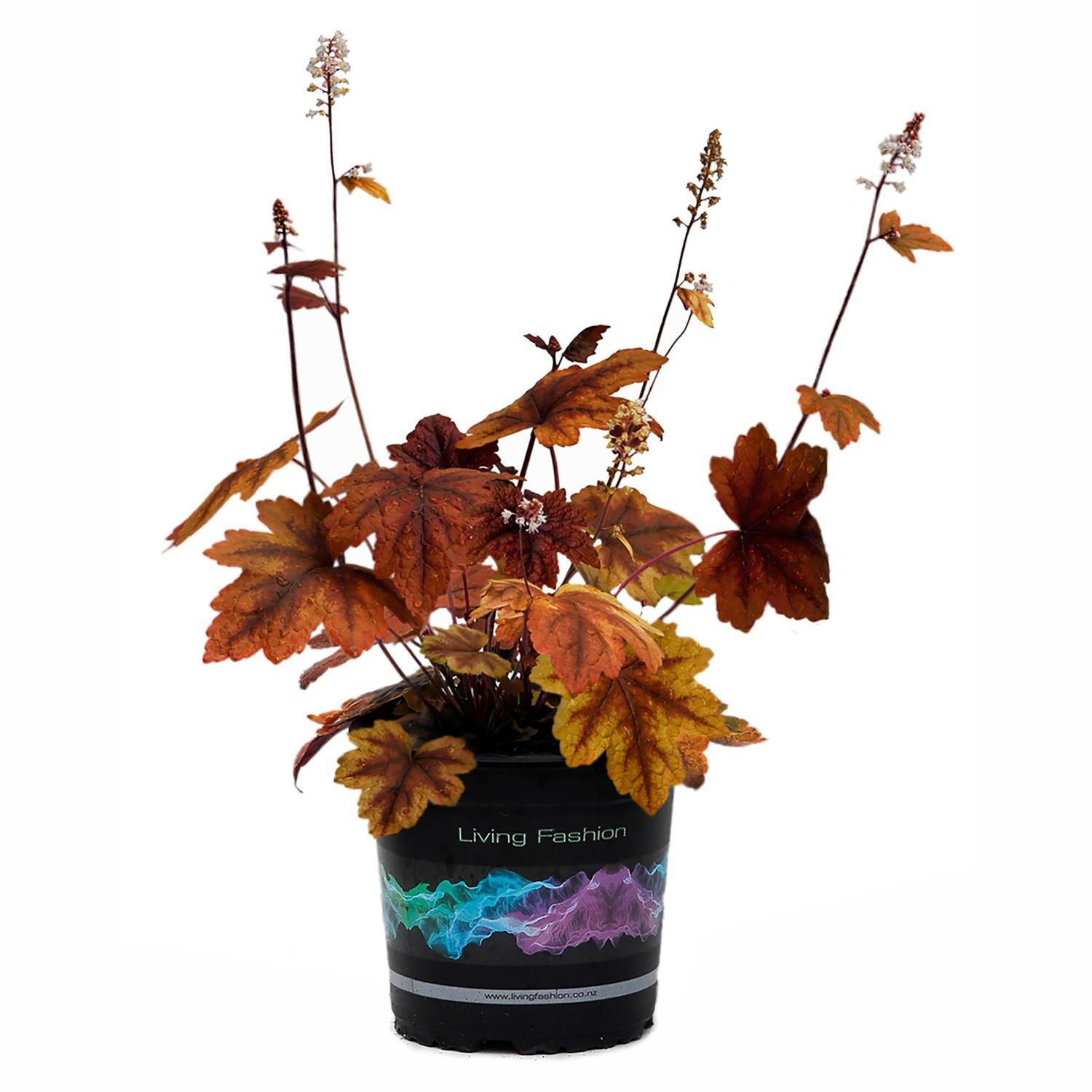 Heucherella Brass Lantern