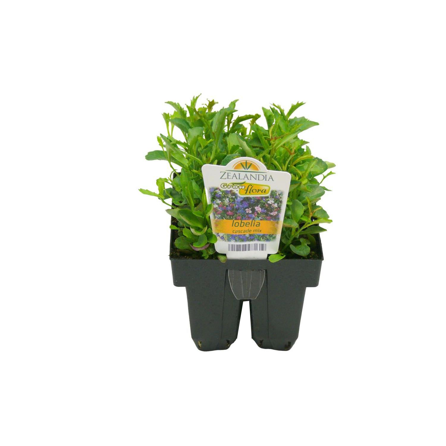 Lobelia Cascade