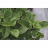 Amazel Basil