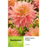 Dahlia Cactus Omega 1 Pack