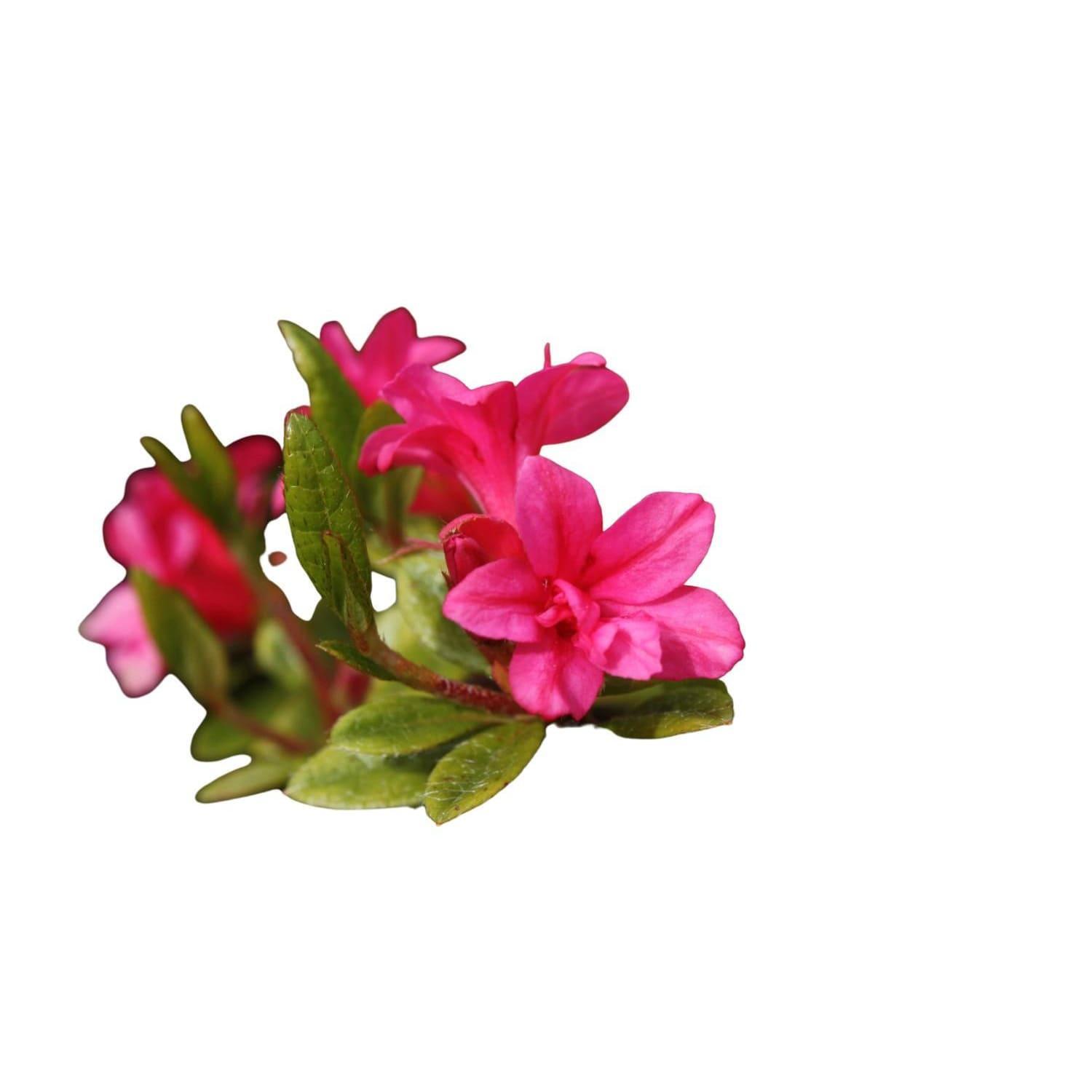 Azalea