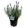 Lavender 'Major' 2.5 litre