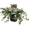 Bacopa