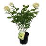 Hydrangea Limelight