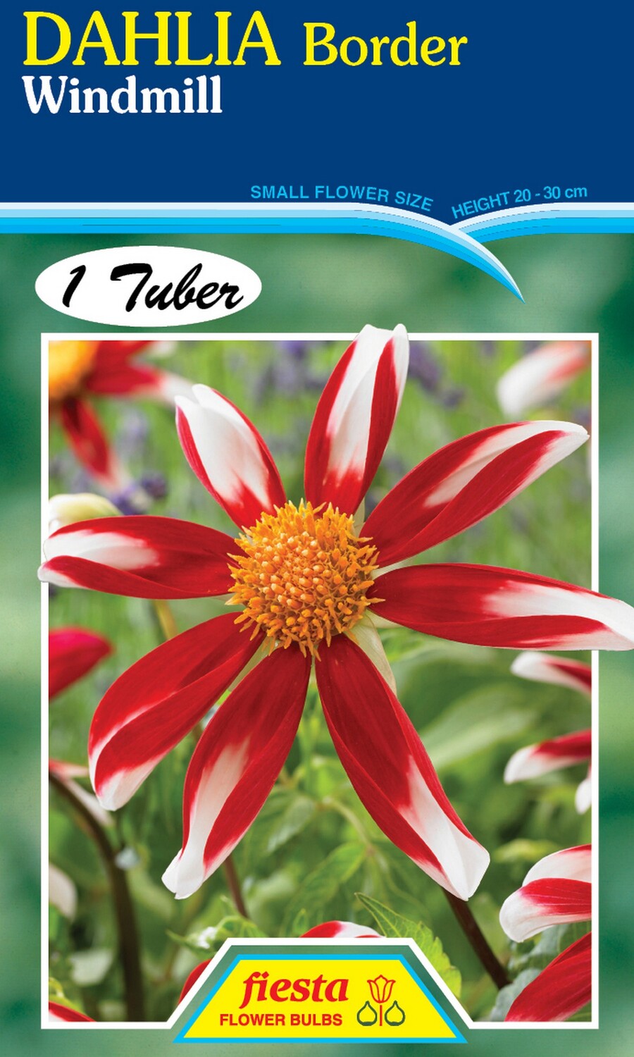 Dahlia Single Windmill 1 Pack