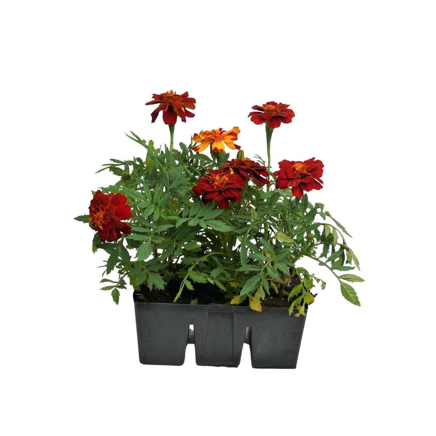 Marigold Dwarf