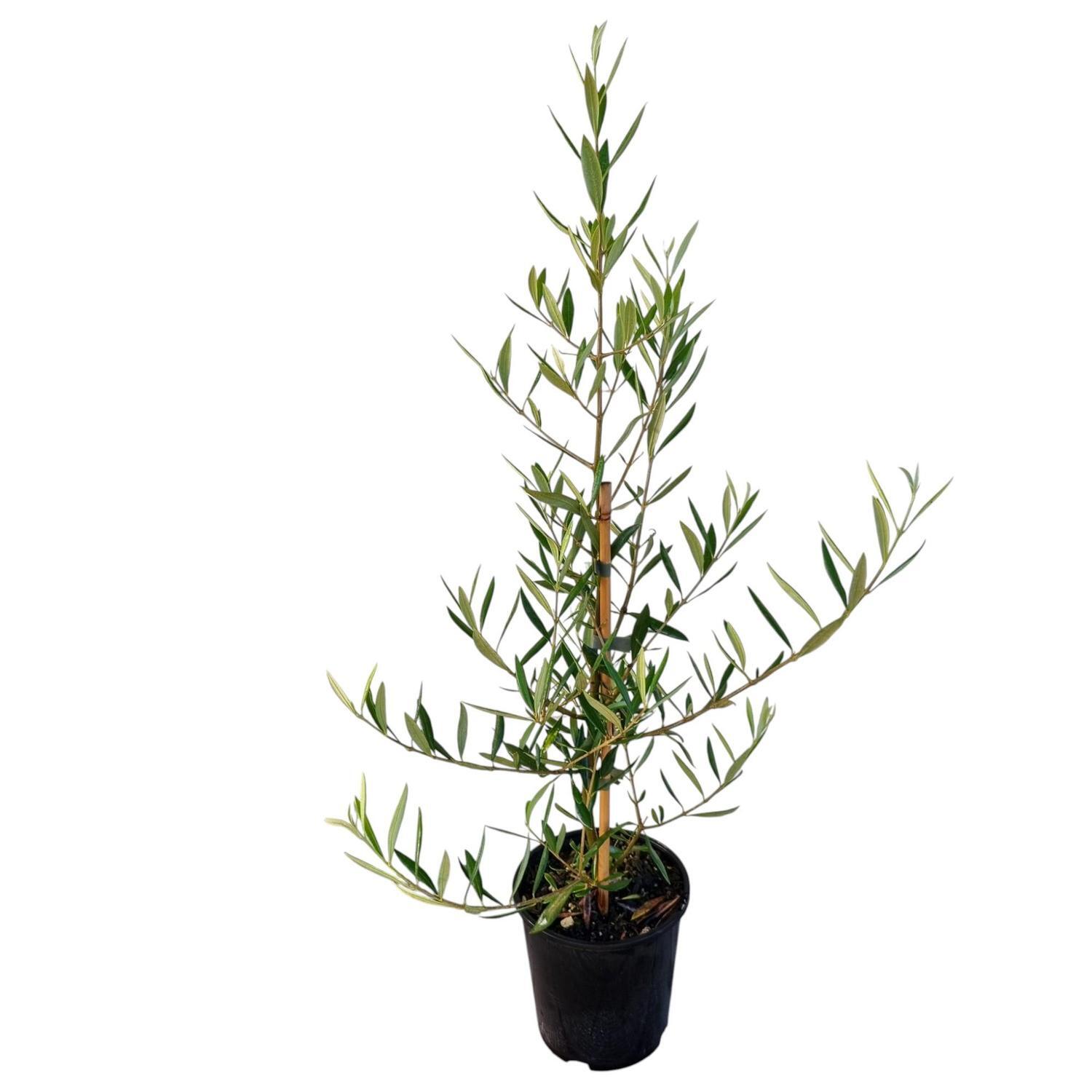 Olea 'Olive' El Greco 2L