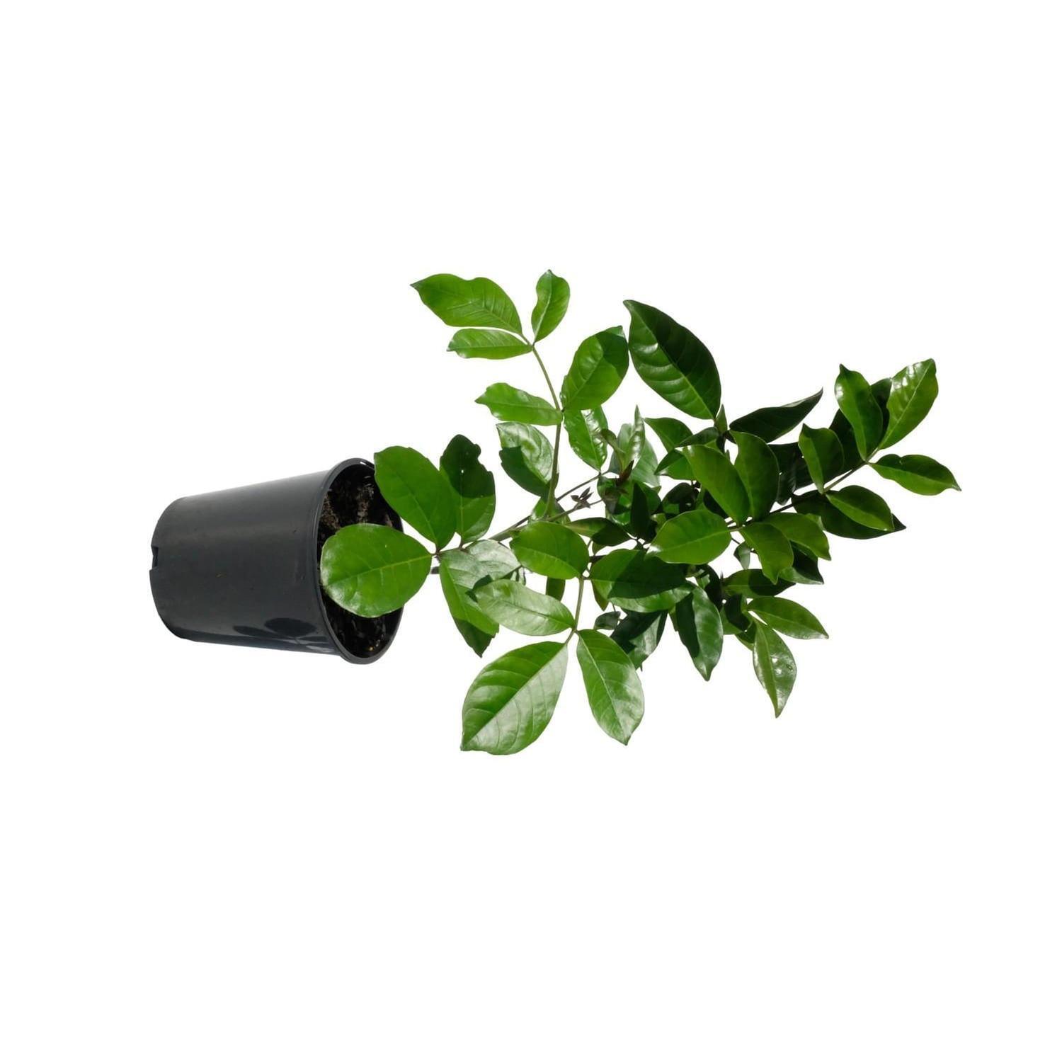 Tecomanthe speciosa