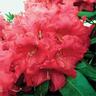 Rhododendron 'Markeeta's Prize'