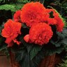 Begonia Fimbriated 'Orange'