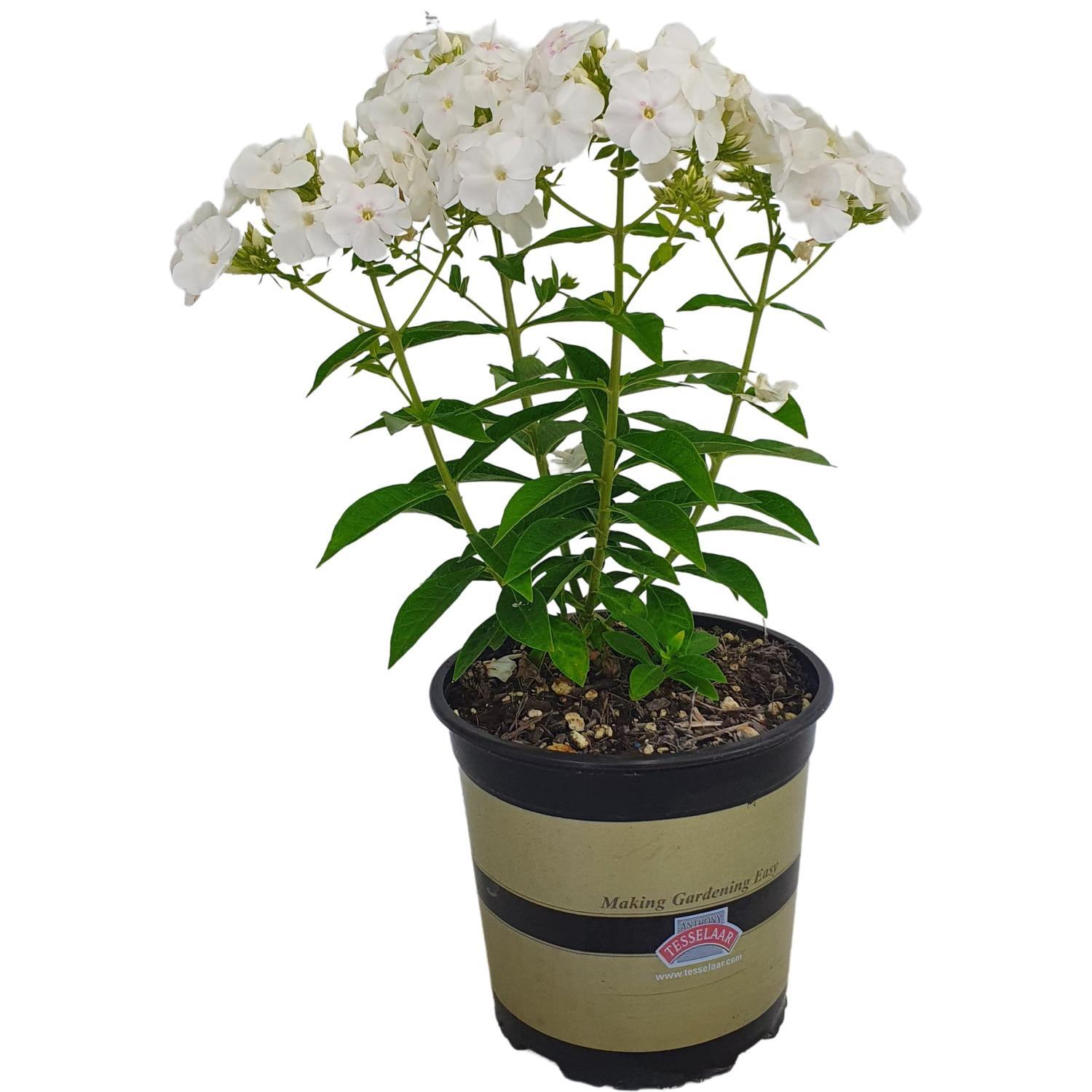 Phlox Volcano