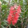 Callistemon Red Clusters