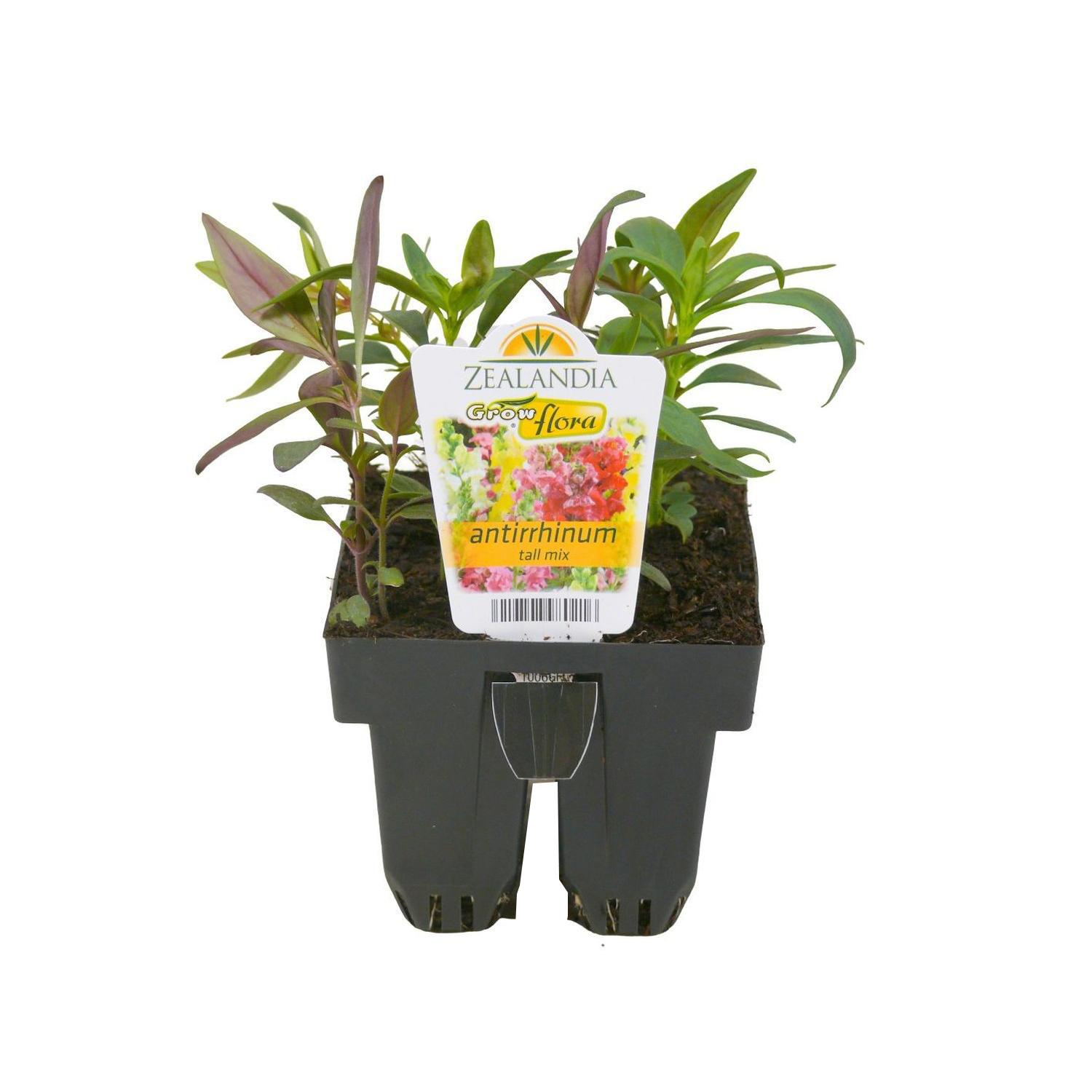 Snap Dragon Antirrhinum Tall
