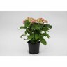 Hydrangea