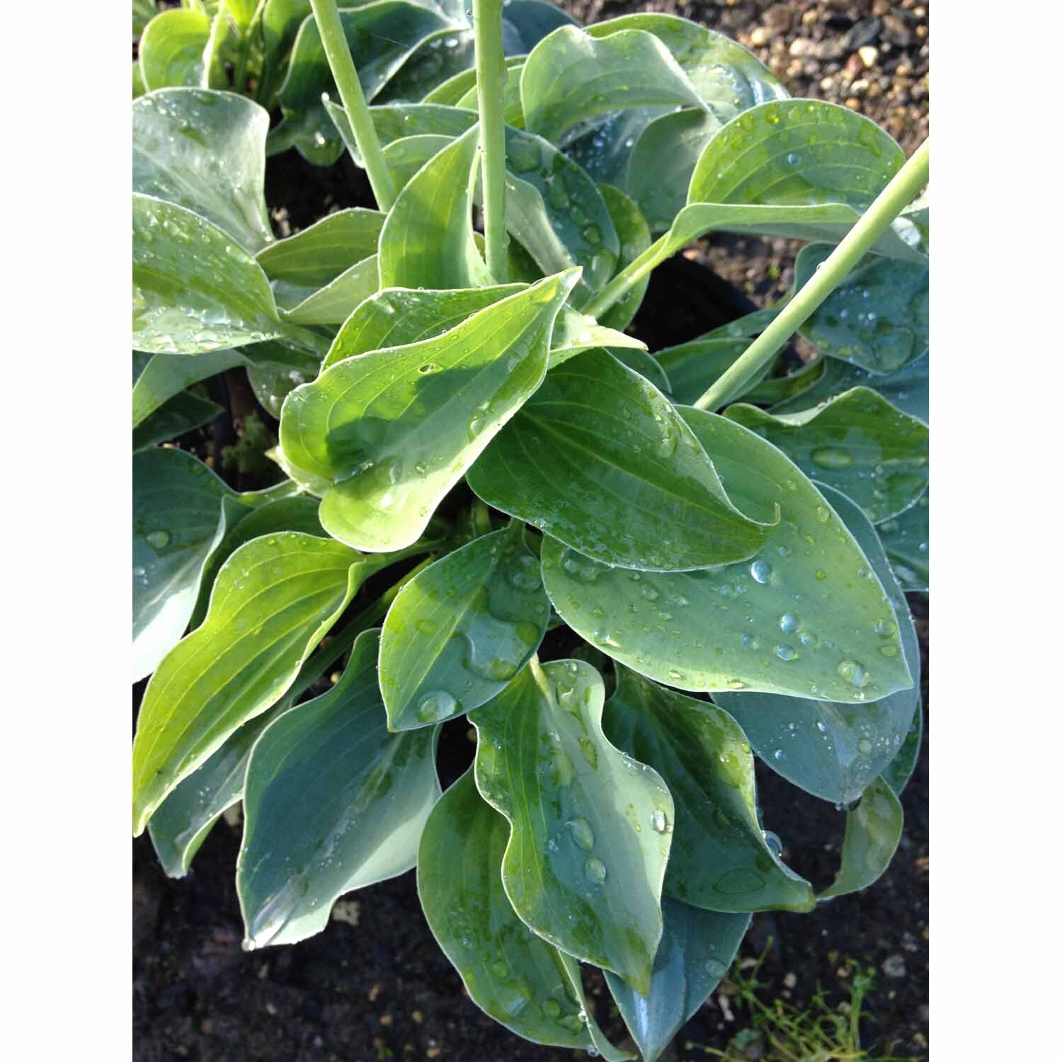 Hosta Pacific Blue Edger