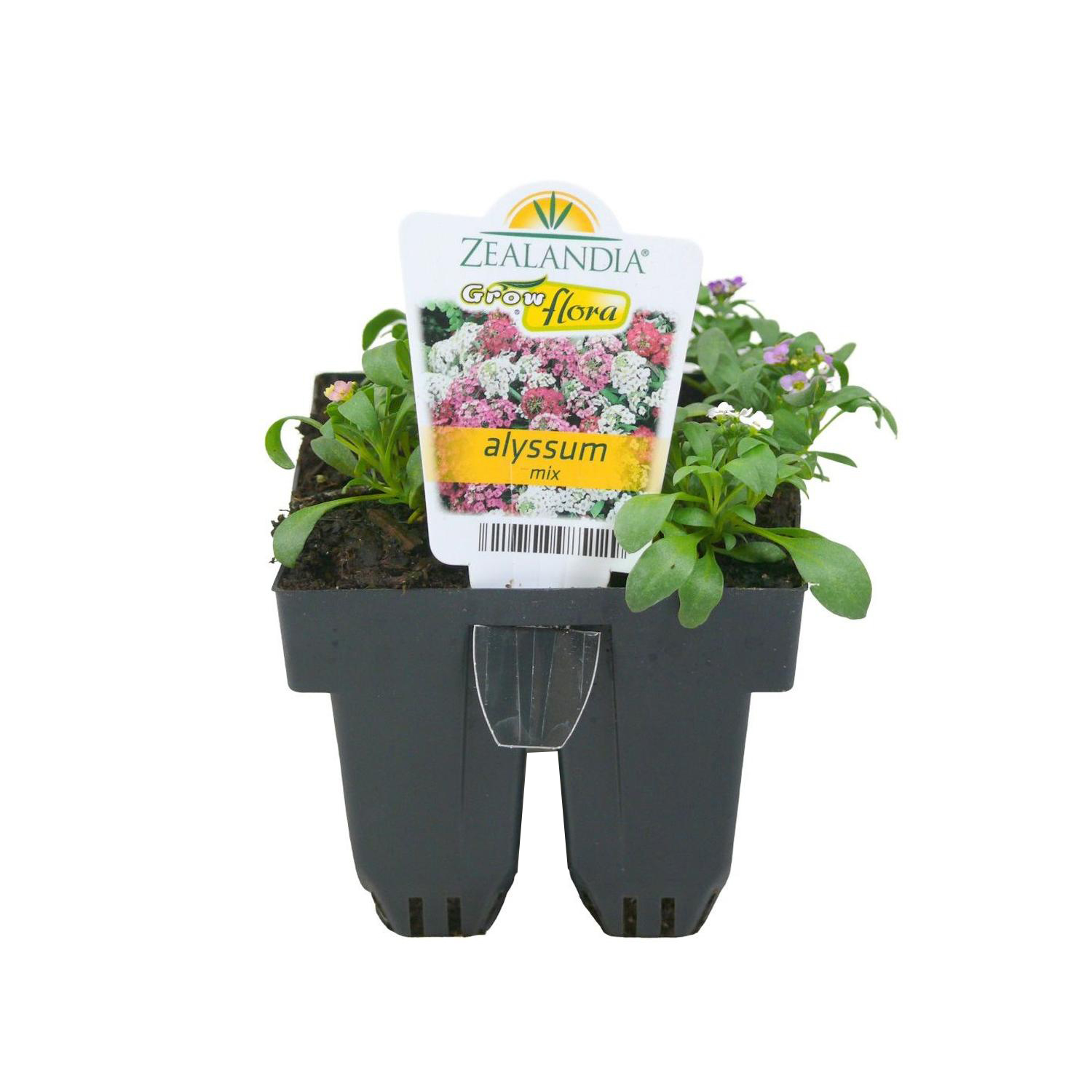 Alyssum
