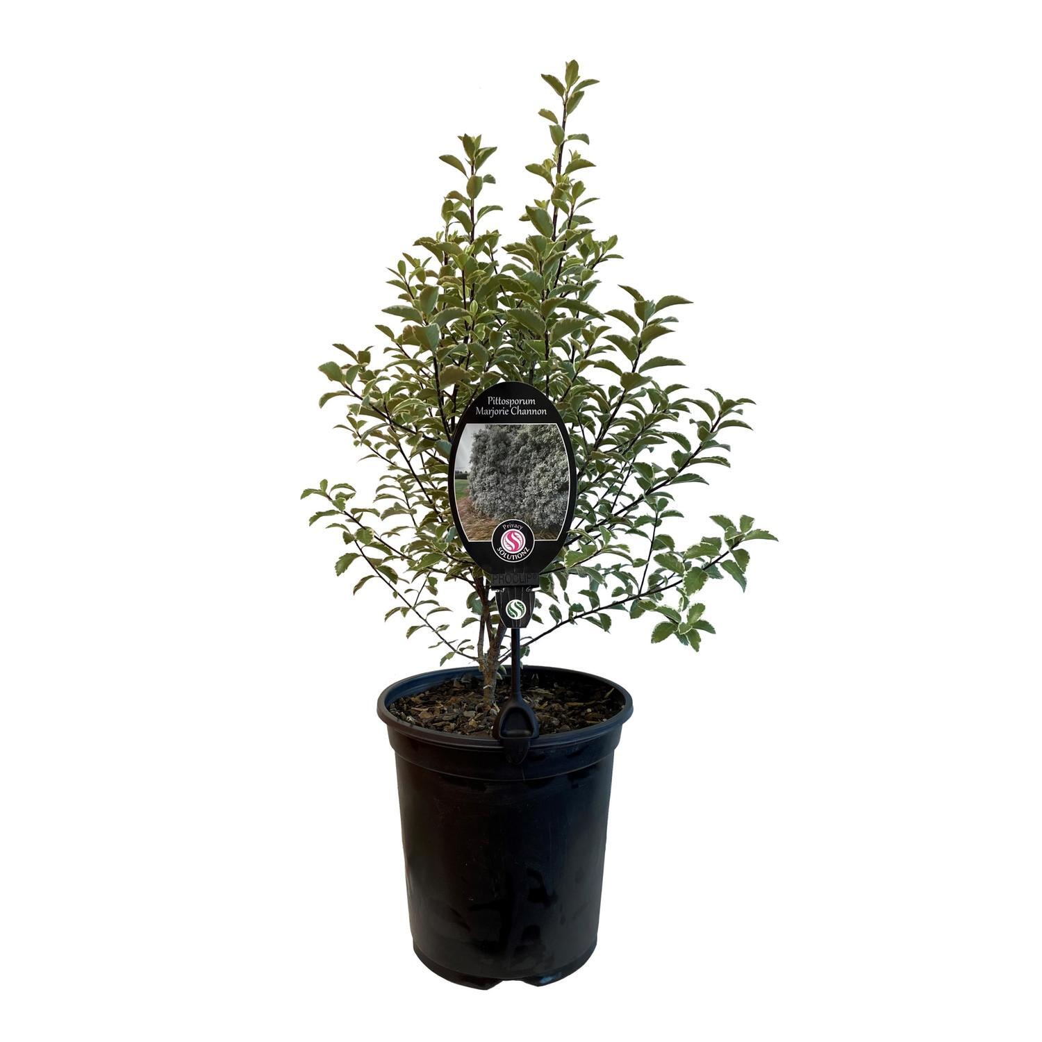 Pittosporum Marjorie Channon
