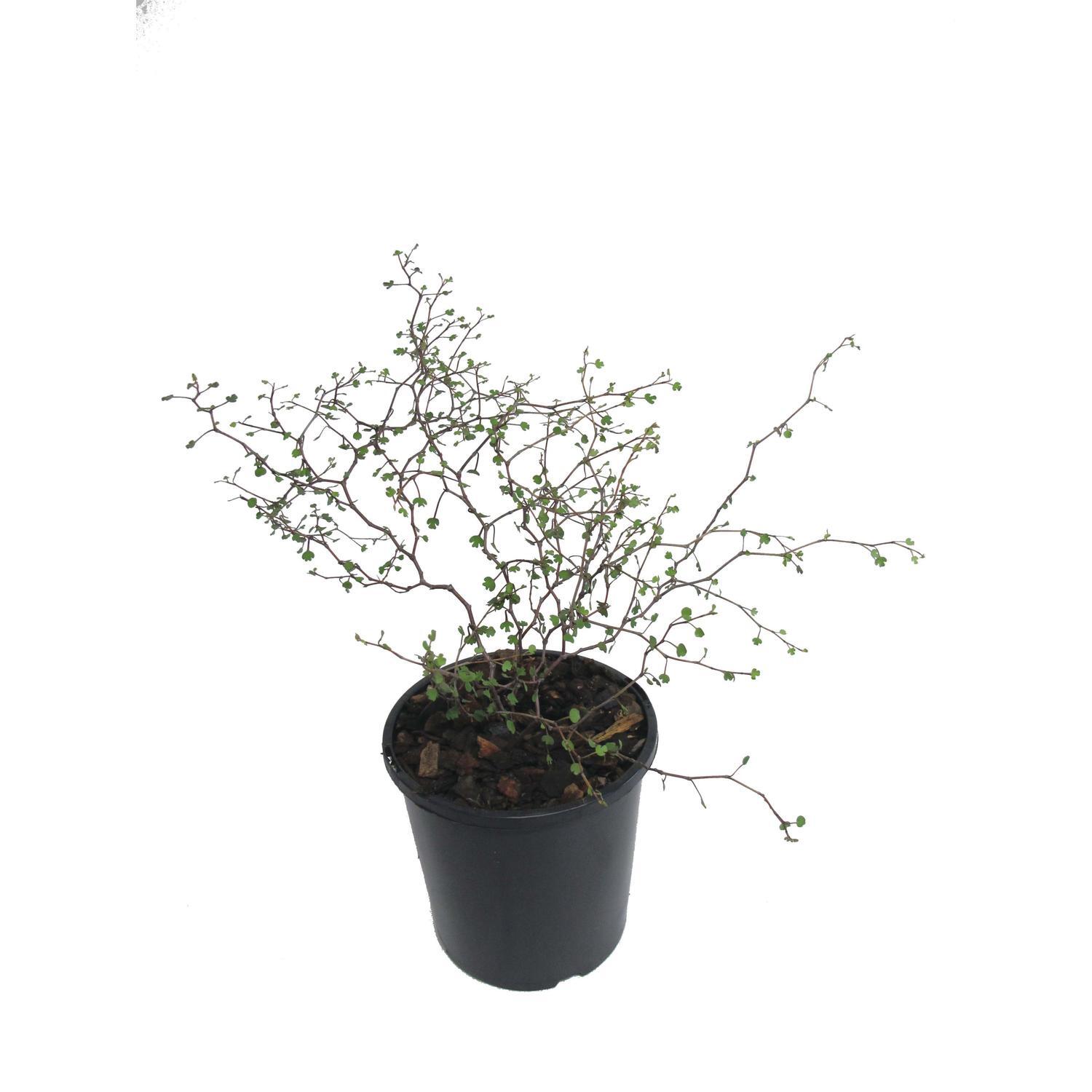 Muehlenbeckia Astonii