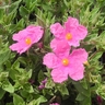 Cistus Sunset 1.5 Litre Magenta Pink