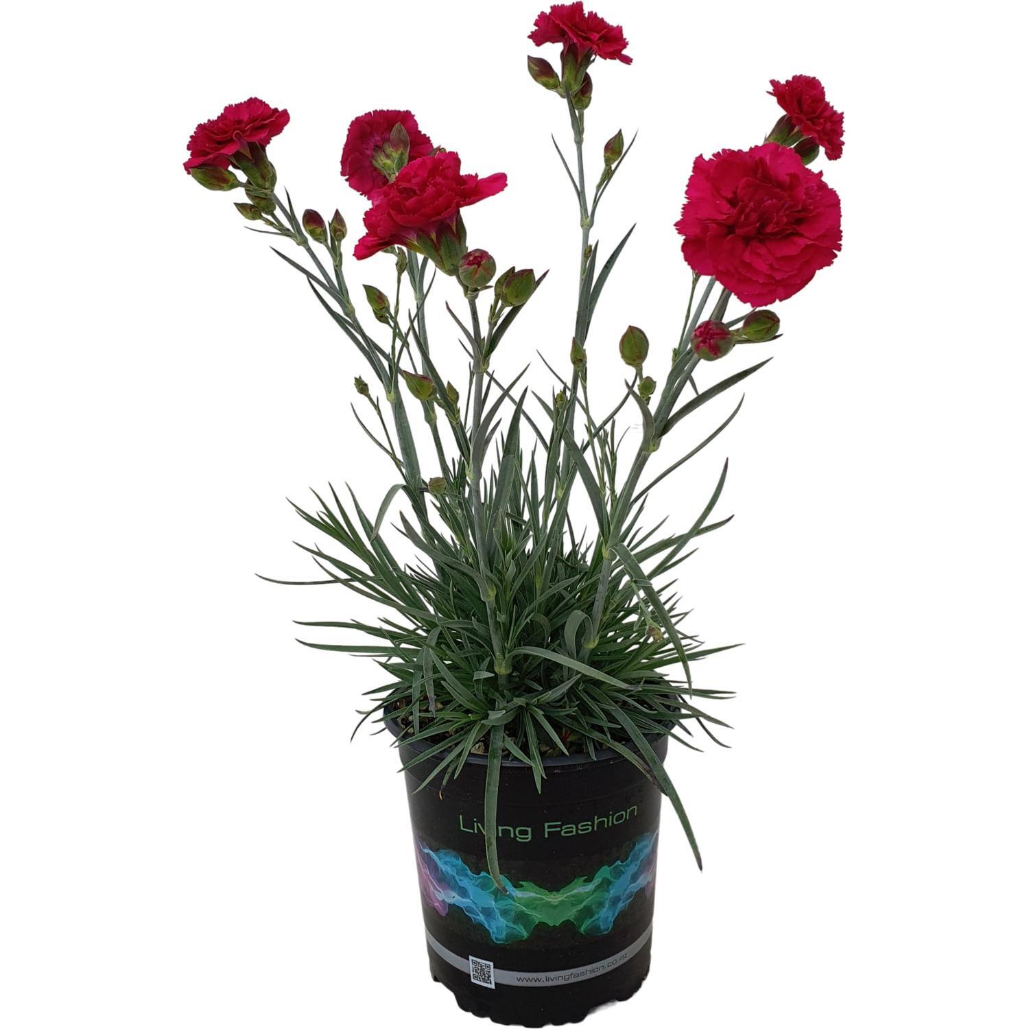 Dianthus Waterloo Sunset