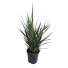 Dianella Revelation
