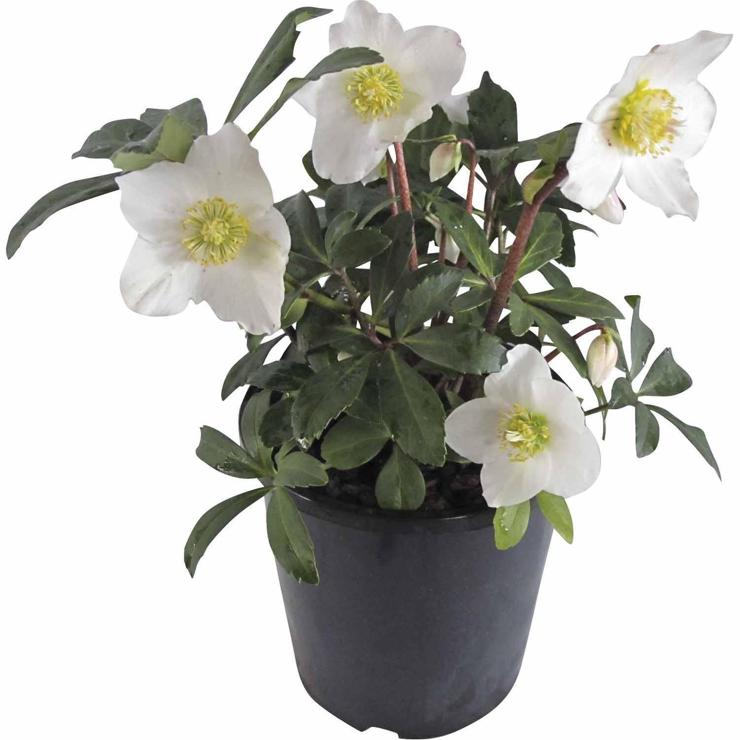 Helleborus Jacob