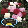 Paeony 'Mixed'