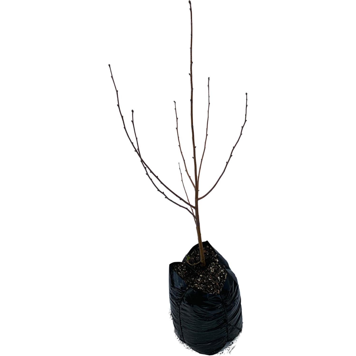 Betula pendula Youngii