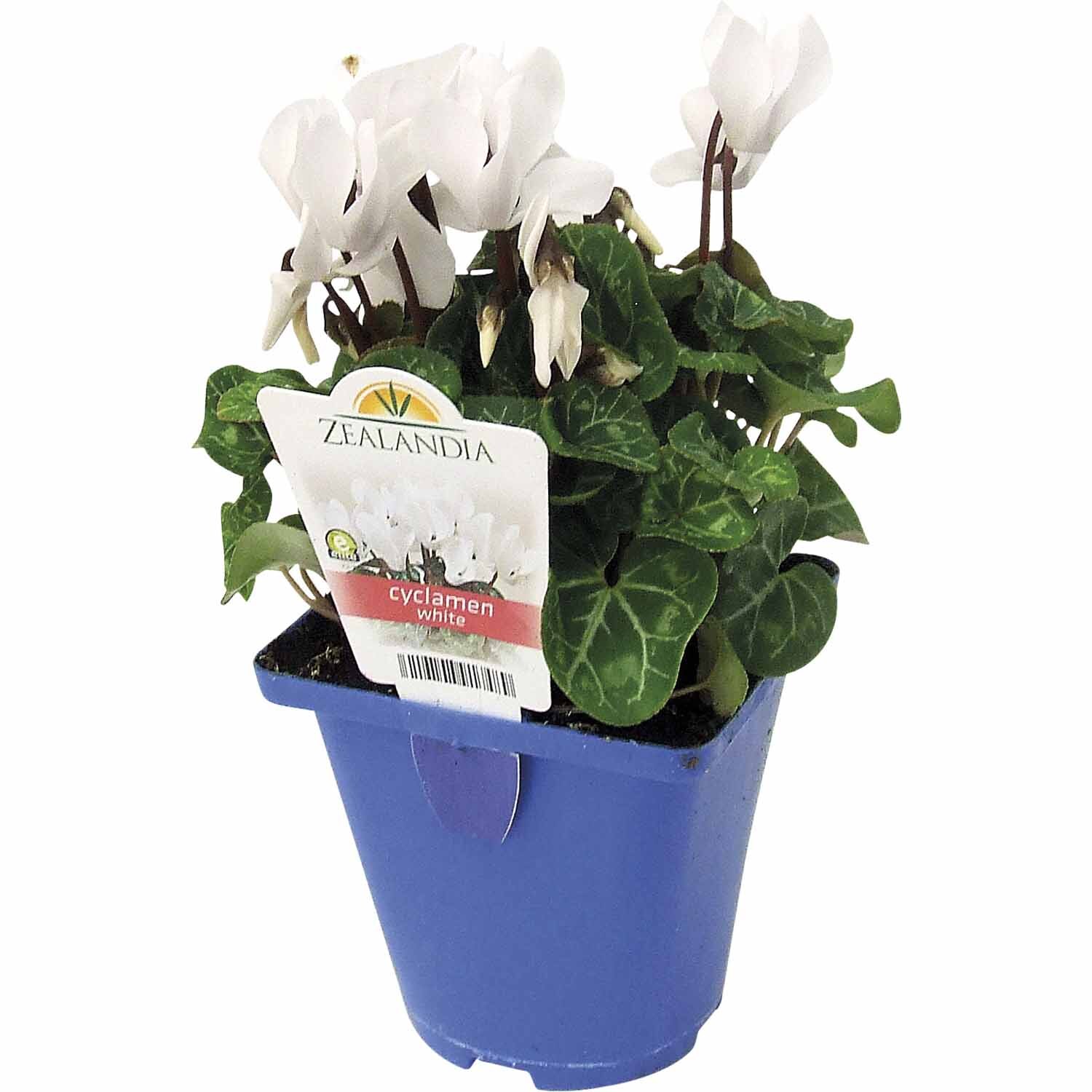 Miniature Cyclamen 'White'