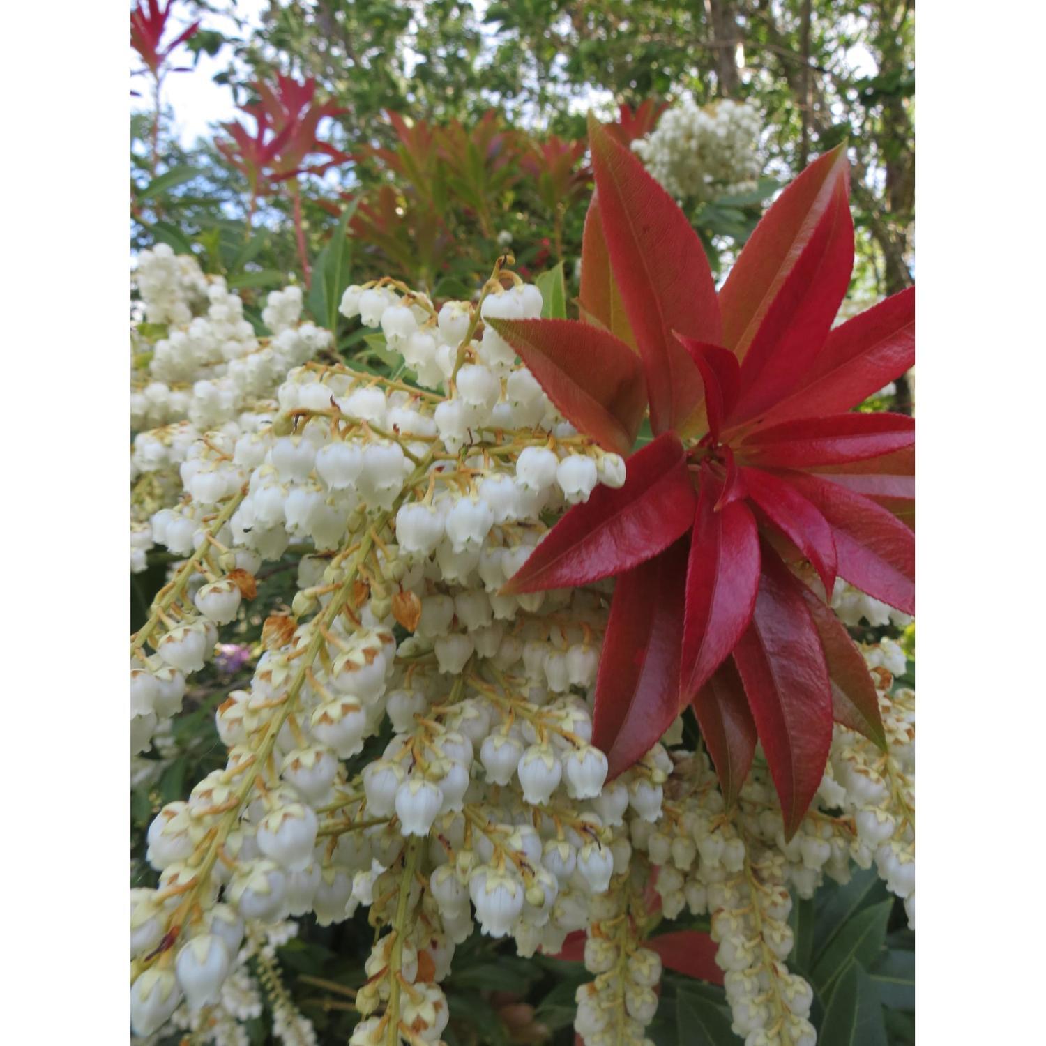 Pieris Lord Wakehurst