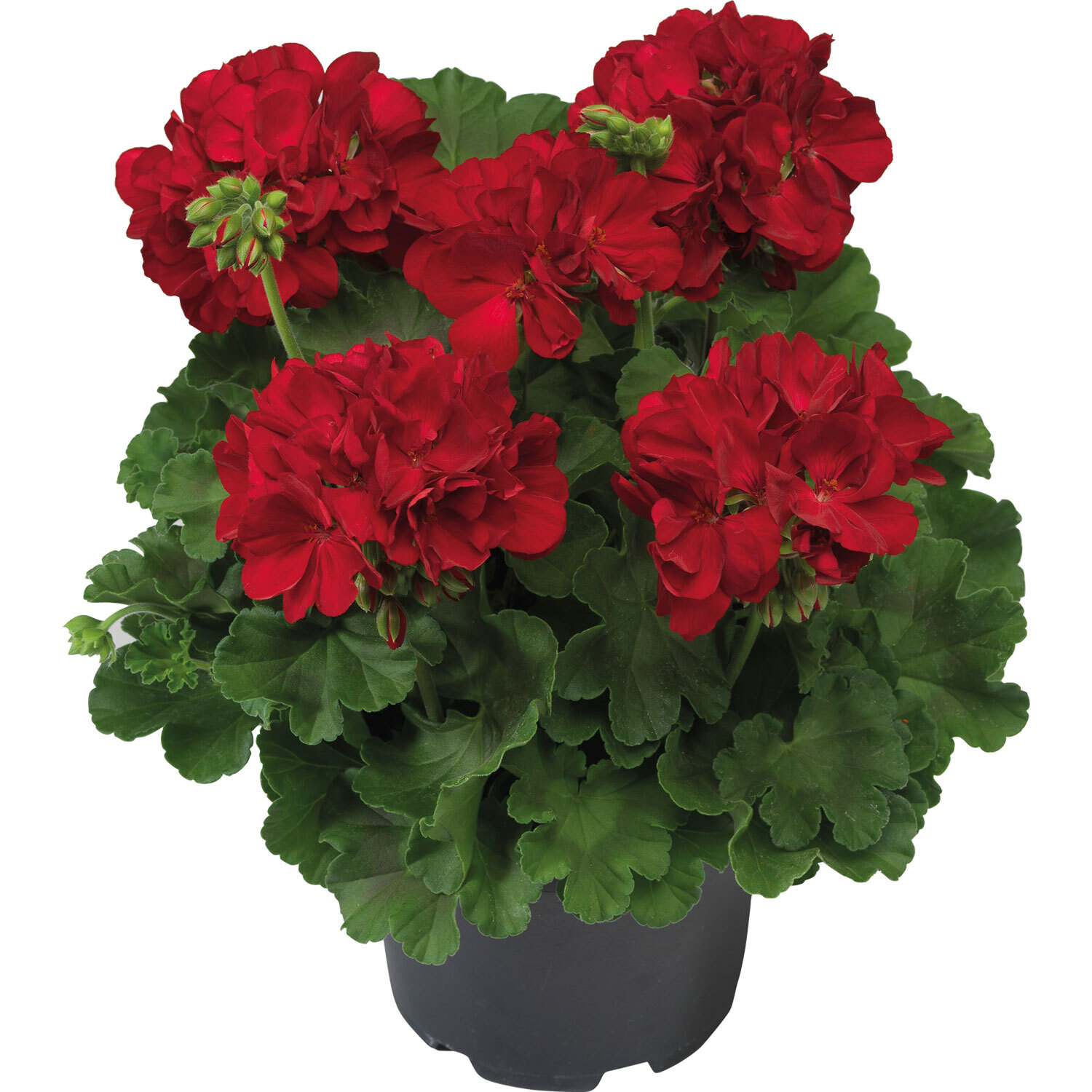 Geranium Calliope Big Red