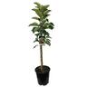 Apple columnar 'Scarlet Spire' 4.7 litre