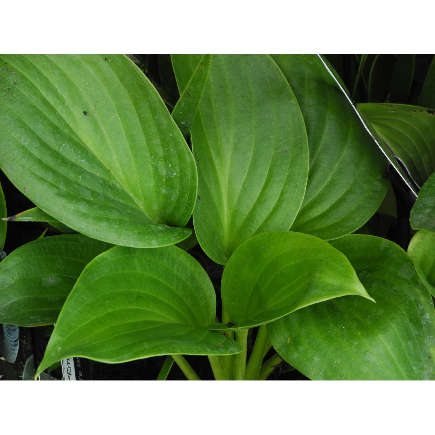 Hosta Empress Wu