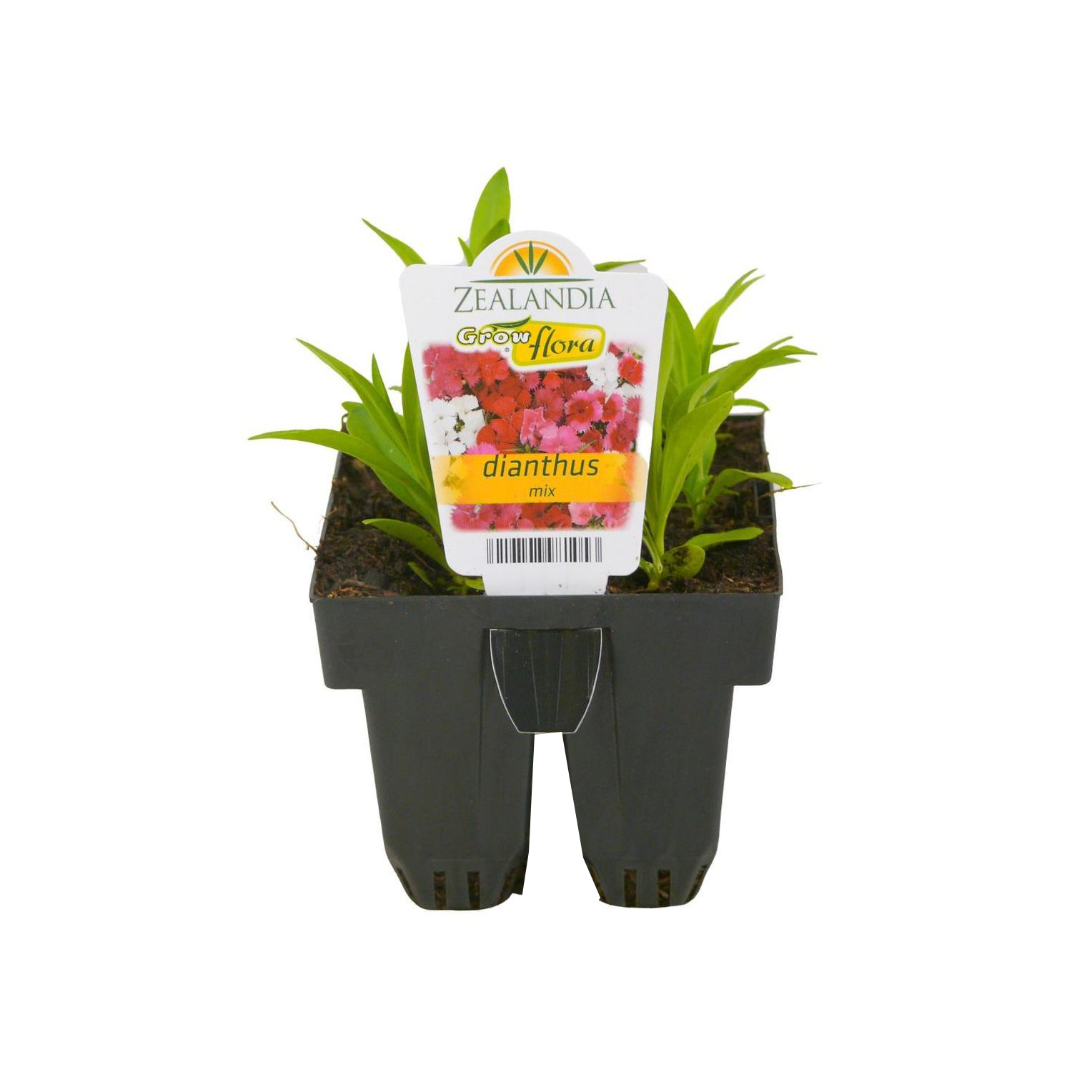 Dianthus Mix