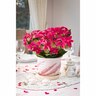 Hydrangea Strawberry and Cream