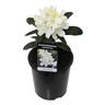 Rhododendron Lemon Ice