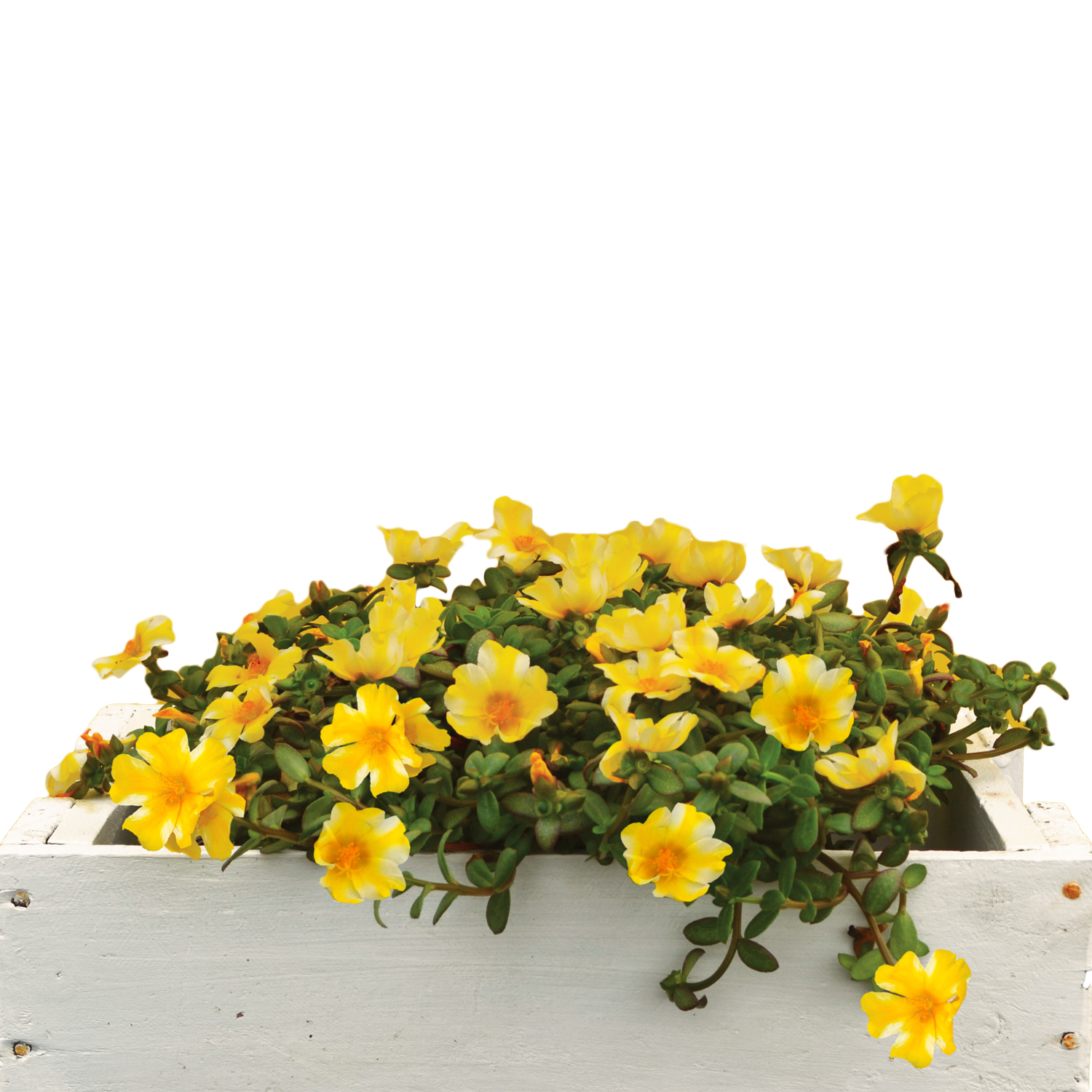 Portulaca ColourBlast Lemon Twist