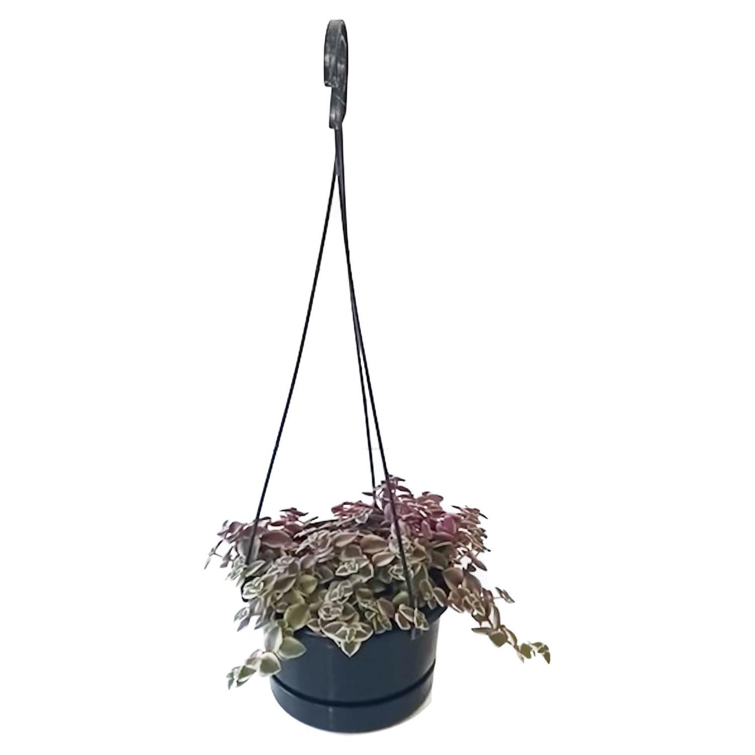 Crassula Pellucida Basket 14cm