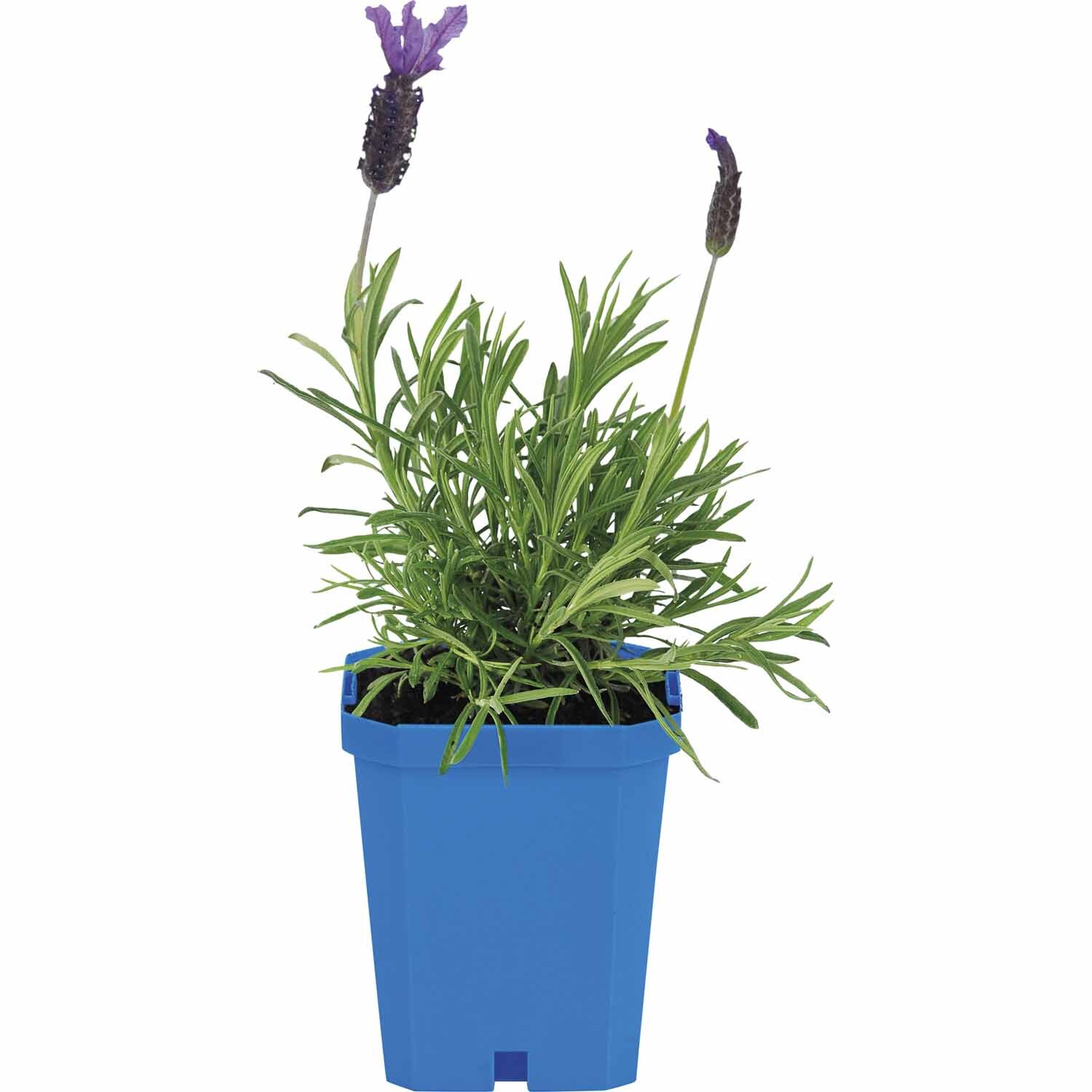 Lavender Major
