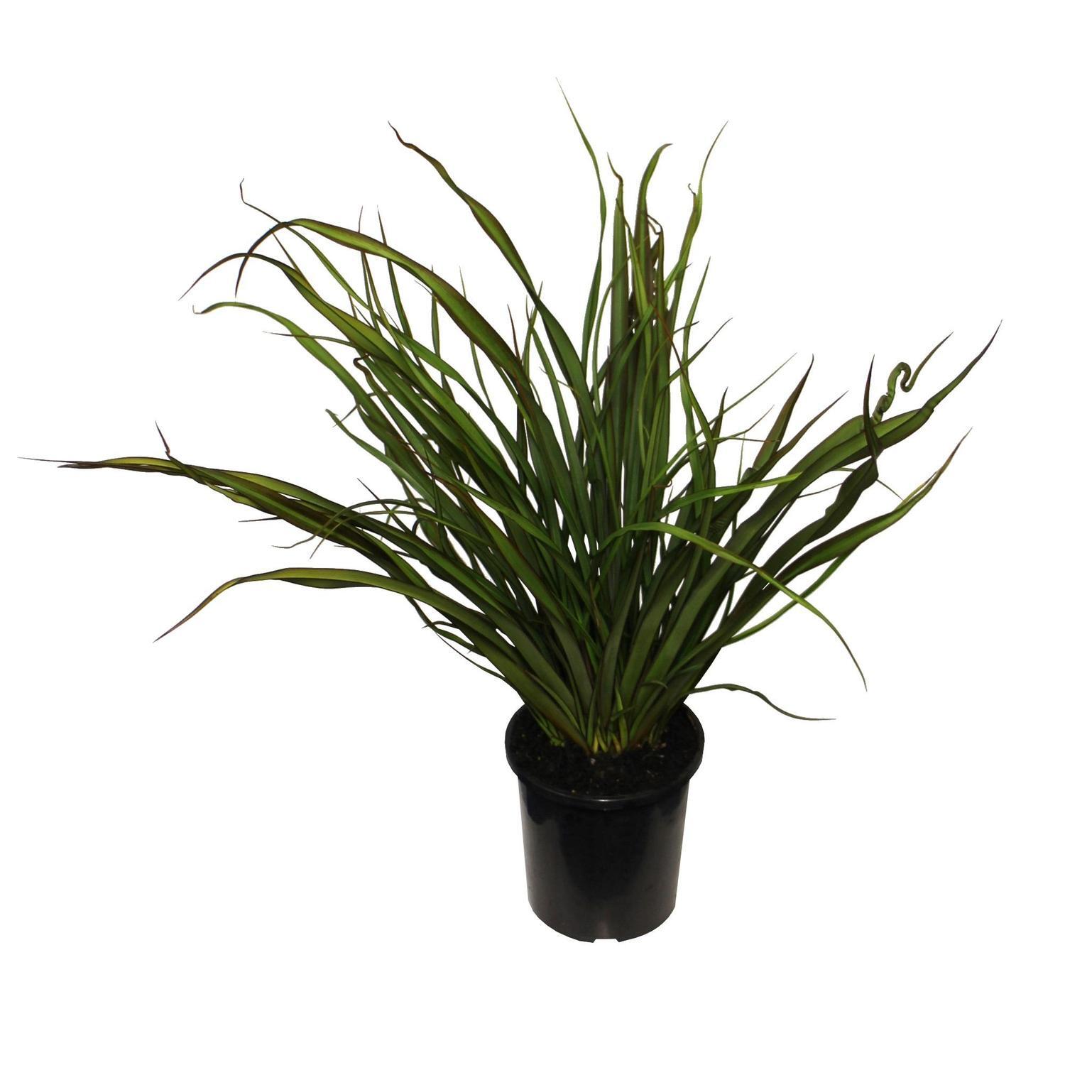 Phormium Surfer