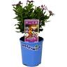Premium Waterwise 12cm Assorted