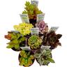 Succulents Assorted