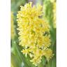 Hyacinth Yellowstone