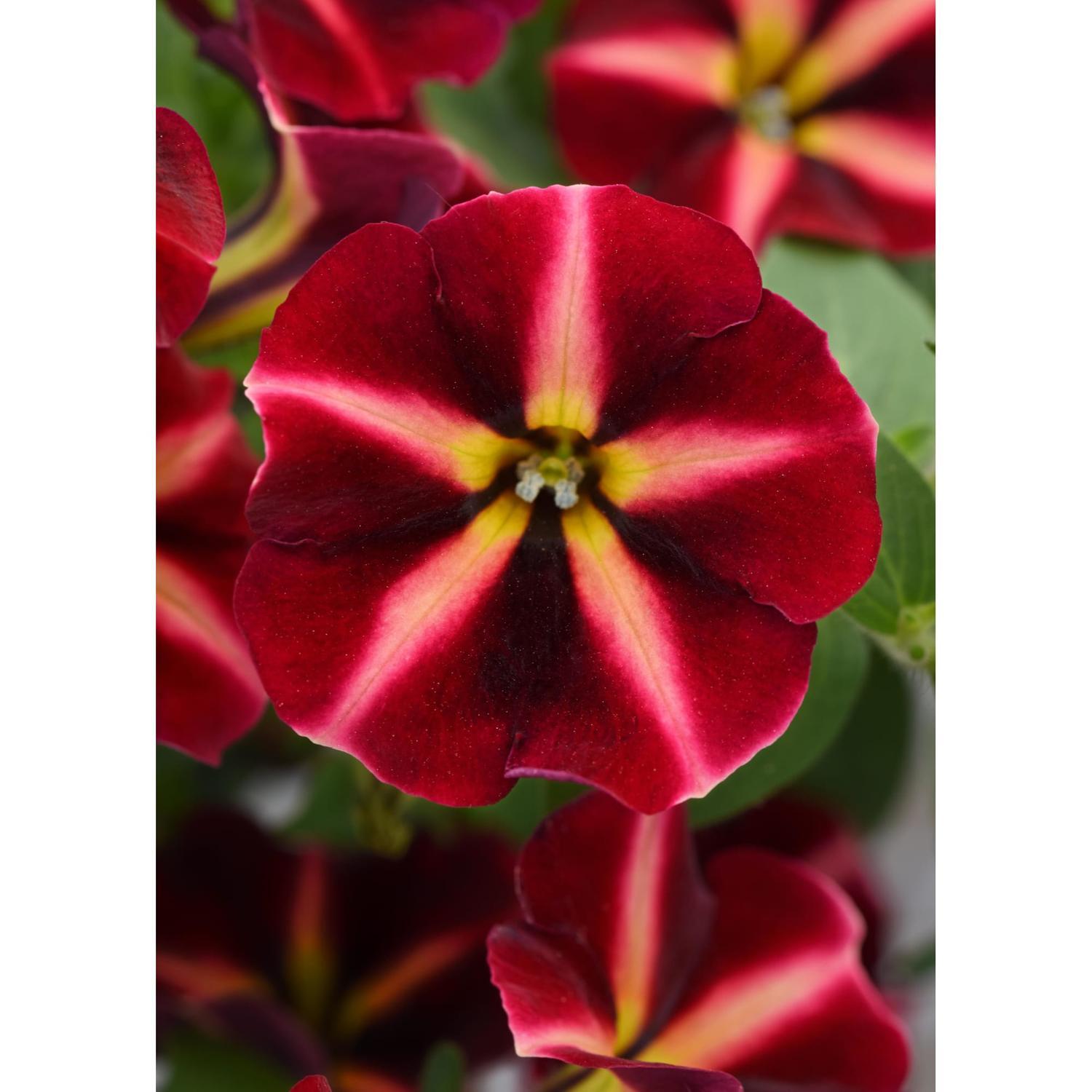 Petunia Colorrush Merlot Star 1.5L