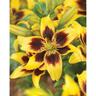 Lily Asiatic Pieton Pack of 1