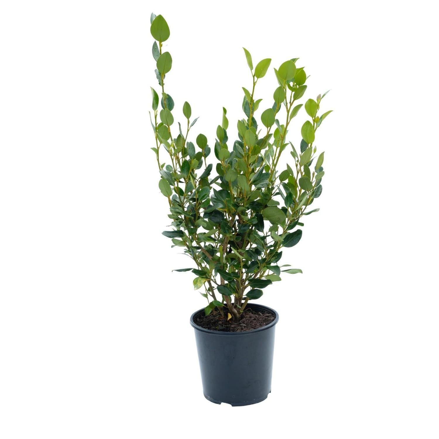 Griselinia Broadway Emerald