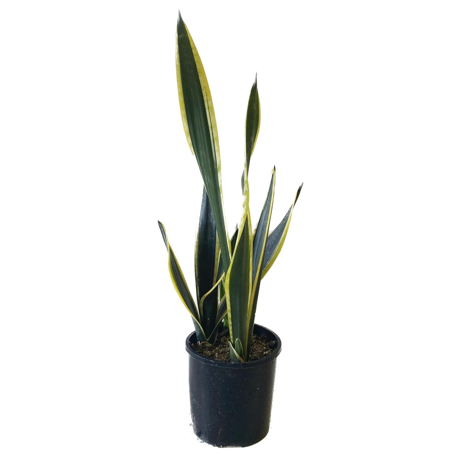 Sansevieria 'Snake Plant' Black Gold  14cm
