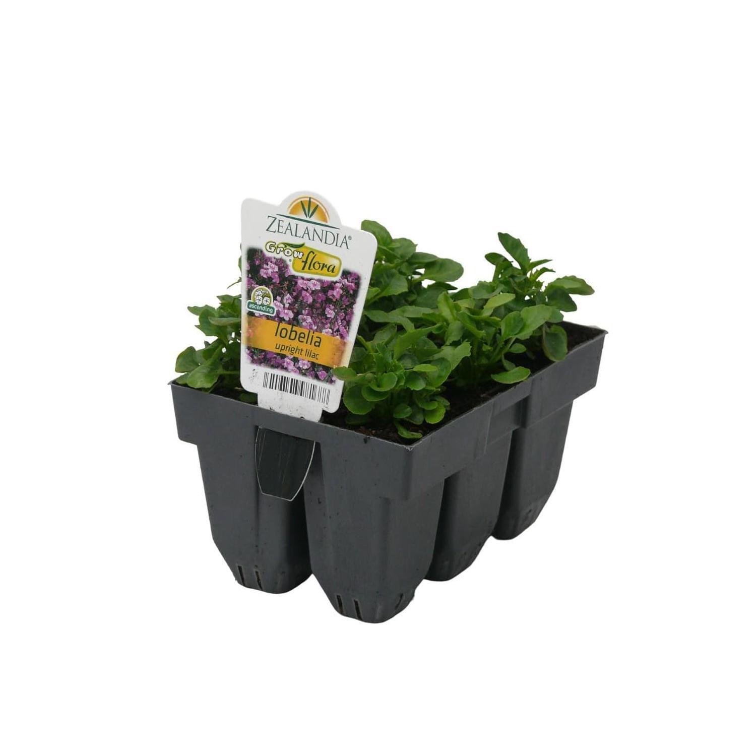 Lobelia Upright